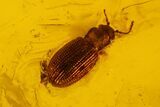 Fossil Fly (Diptera) and Beetle (Coleoptera) In Baltic Amber - #200155-2